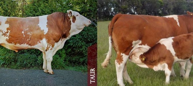 Baltata tulpina Simmental Baltata tulpina Simmental