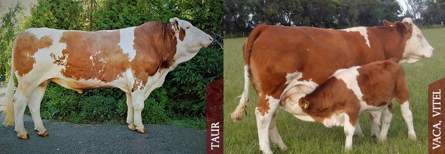 Baltata-Romaneasca-Taur-Vaca-Vitea Baltata-Romaneasca-Taur-Vaca-Vitea
