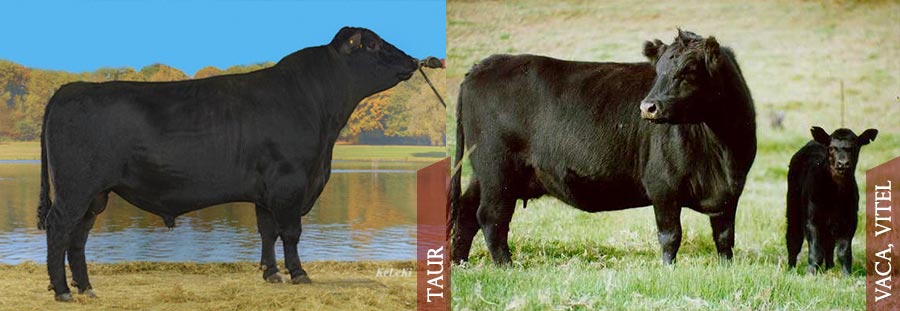 Aberden Angus Negru