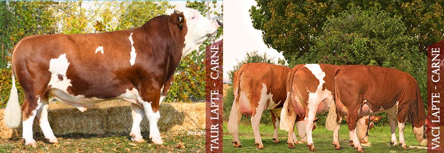 Baltata-Romaneasca-Lapte-Carne-Taur-Vaca-Vitea Baltata-Romaneasca-Lapte-Carne-Taur-Vaca-Vitea