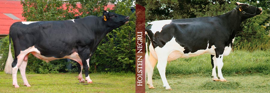 Holstein Friza Negru