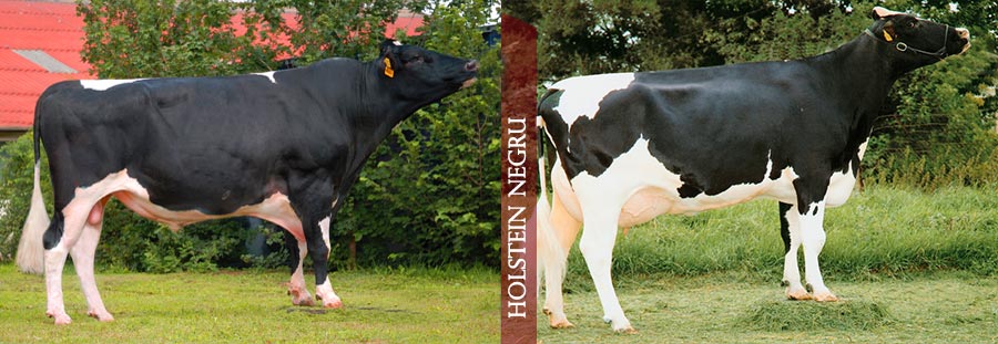 Holstein Friza Negru Holstein Friza Negru