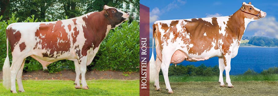 Holstein Rosu