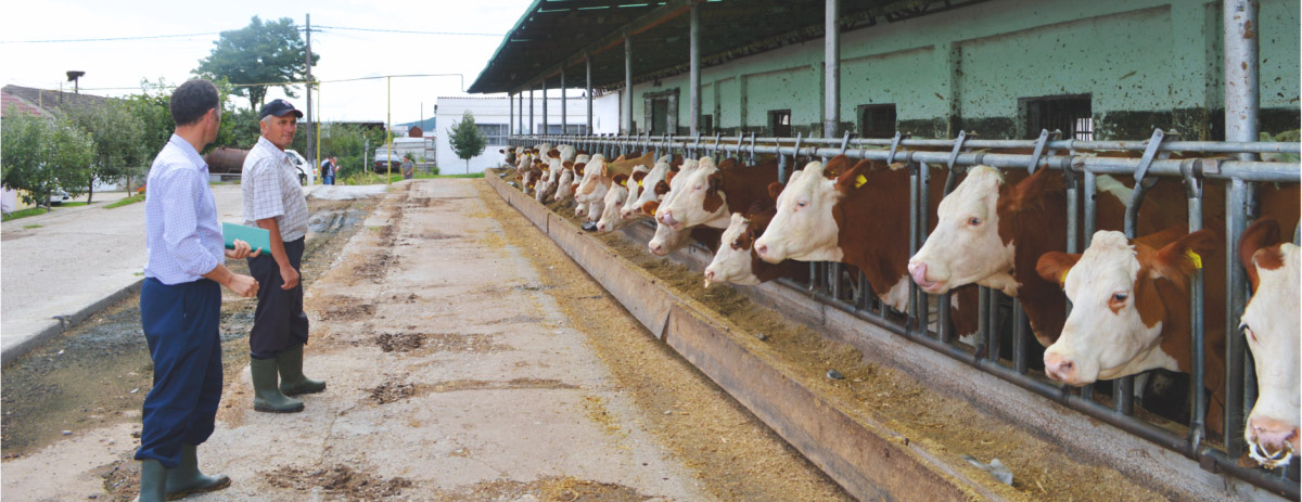 Semtest BVN, Material seminal taur, Consultanță în Genetică, Reproducţie şi I.A. 1 semtest-bvn consultanta ferme