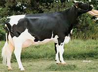 Holstein Friza