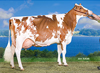 Red Holstein