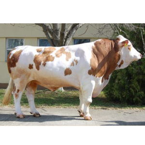 ROCKY RO 54143