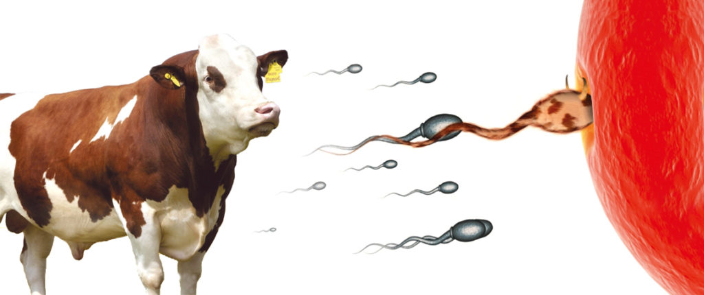 Insamantare artificiala la bovine (IA)