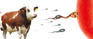 Insamantare artificiala la bovine (IA)