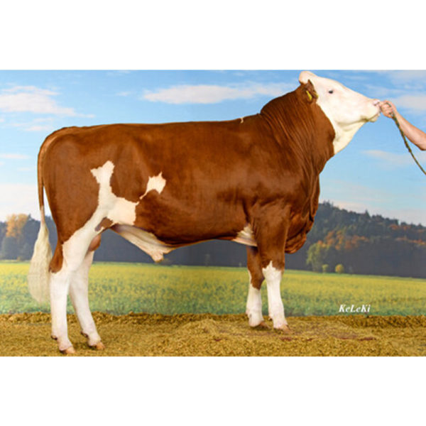 Semtest BVN, Material seminal taur, HEISS RO56891