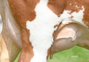 Fiicele Taurului Veyron