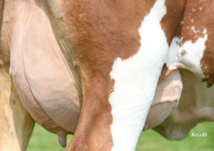 Fiicele Taurului Veyron