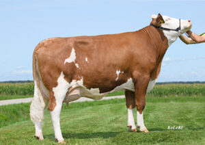 Fiicele Taurului Veyron