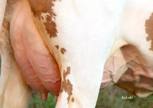 Fiica taurului Horotto