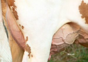 Fiica taurului Horotto