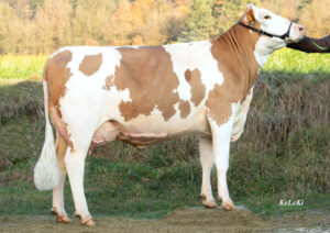 Fiica taurului Horotto