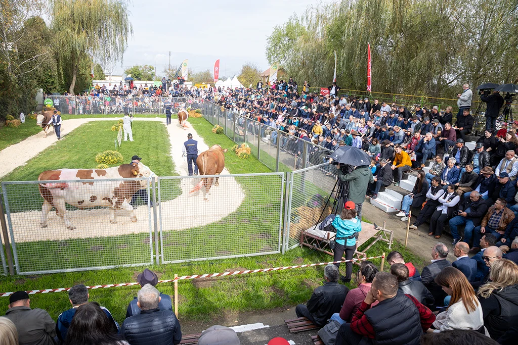 Parada Taurilor, Tribuna
