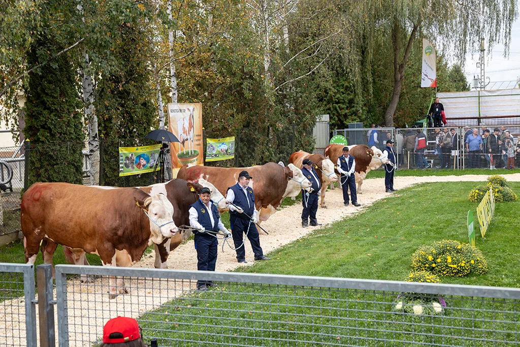 Semtest BVN, Material seminal taur, Parada taurilor 2024 603