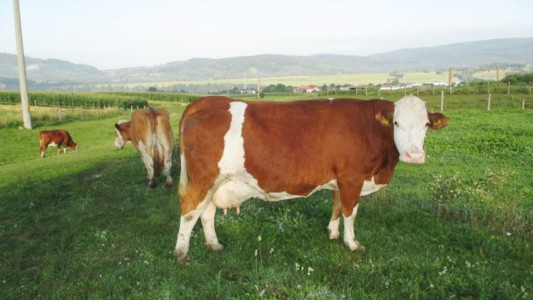 Facem Consultanţă pentru Performanţă! Facem Consultanţă pentru Performanţă!