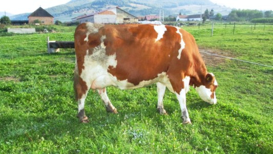 Facem Consultanţă pentru Performanţă! Facem Consultanţă pentru Performanţă!