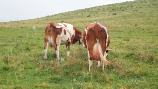 Facem Consultanţă pentru Performanţă! Facem Consultanţă pentru Performanţă!