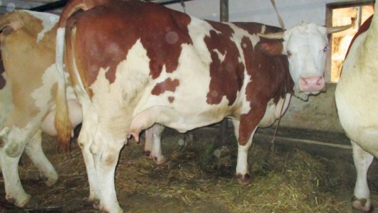 Facem Consultanţă pentru Performanţă! Facem Consultanţă pentru Performanţă!