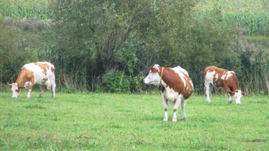 Facem Consultanţă pentru Performanţă! Facem Consultanţă pentru Performanţă!