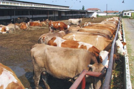 Facem Consultanţă pentru Performanţă! Facem Consultanţă pentru Performanţă!