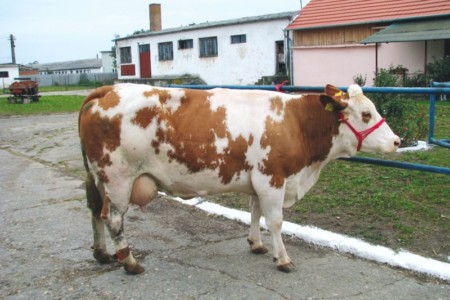 Facem Consultanţă pentru Performanţă! Facem Consultanţă pentru Performanţă!