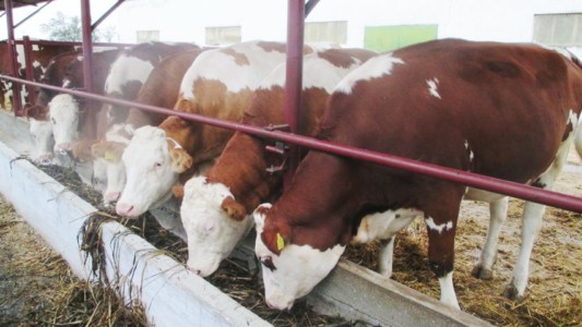 Facem Consultanţă pentru Performanţă! Facem Consultanţă pentru Performanţă!