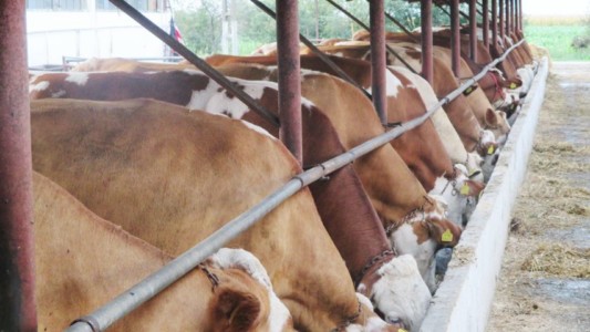 Facem Consultanţă pentru Performanţă! Facem Consultanţă pentru Performanţă!