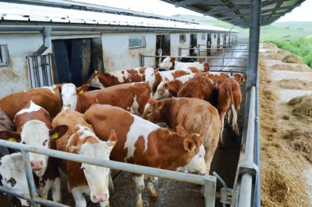 Facem Consultanţă pentru Performanţă! Facem Consultanţă pentru Performanţă!