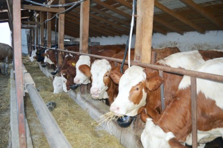 Facem Consultanţă pentru Performanţă! Facem Consultanţă pentru Performanţă!