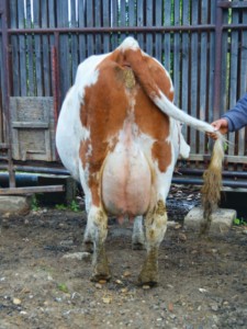 Facem Consultanţă pentru Performanţă! Facem Consultanţă pentru Performanţă!