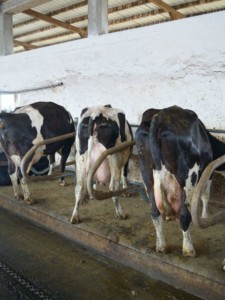 Facem Consultanţă pentru Performanţă! Facem Consultanţă pentru Performanţă!