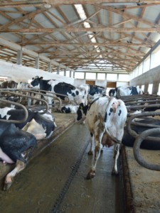 Facem Consultanţă pentru Performanţă! Facem Consultanţă pentru Performanţă!