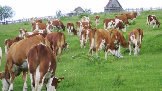 Facem Consultanţă pentru Performanţă! Facem Consultanţă pentru Performanţă!