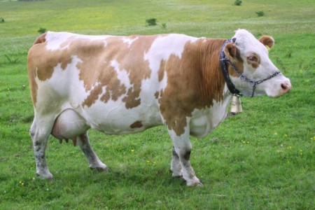 Facem Consultanţă pentru Performanţă! Facem Consultanţă pentru Performanţă!