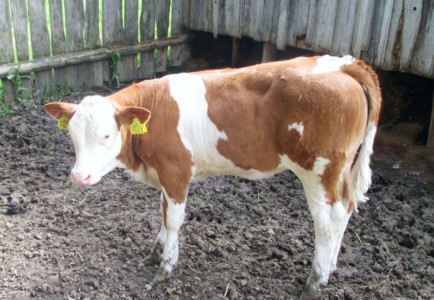 Facem Consultanţă pentru Performanţă! Facem Consultanţă pentru Performanţă!