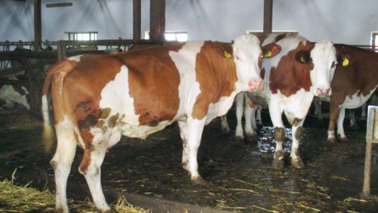 Facem Consultanţă pentru Performanţă! Facem Consultanţă pentru Performanţă!