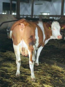 Facem Consultanţă pentru Performanţă! Facem Consultanţă pentru Performanţă!