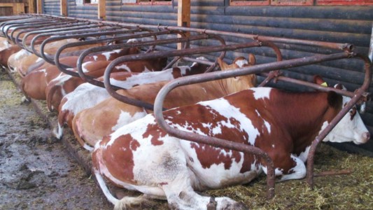 Facem Consultanţă pentru Performanţă! Facem Consultanţă pentru Performanţă!