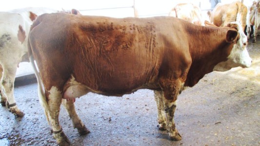 Facem Consultanţă pentru Performanţă! Facem Consultanţă pentru Performanţă!