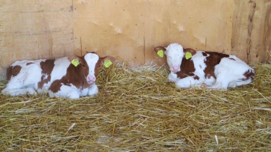 Facem Consultanţă pentru Performanţă! Facem Consultanţă pentru Performanţă!