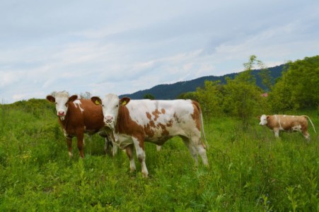 Facem Consultanţă pentru Performanţă! Facem Consultanţă pentru Performanţă!