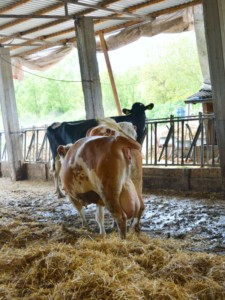 Facem Consultanţă pentru Performanţă! Facem Consultanţă pentru Performanţă!