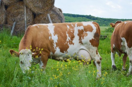 Facem Consultanţă pentru Performanţă! Facem Consultanţă pentru Performanţă!