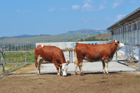 Facem Consultanţă pentru Performanţă! Facem Consultanţă pentru Performanţă!