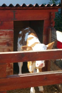 Facem Consultanţă pentru Performanţă! Facem Consultanţă pentru Performanţă!