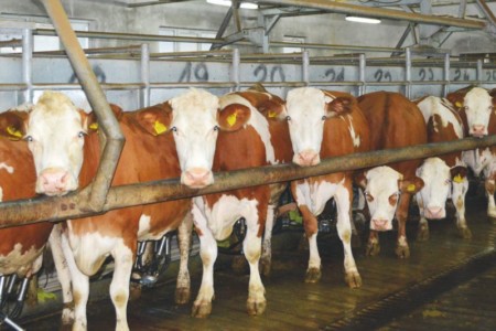 Facem Consultanţă pentru Performanţă! Facem Consultanţă pentru Performanţă!